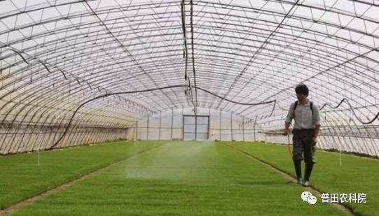 水稻苗床管理视频,视频教程精华回顾