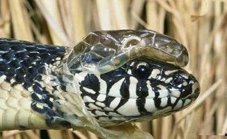 蛇蜕皮视频,自然界的神奇蜕变过程